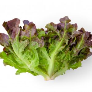 red-oak-lettuce