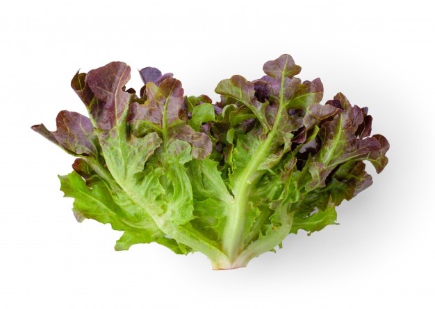 red-oak-lettuce