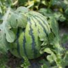 watermelon-vine_full_width