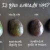 avocado-ripe