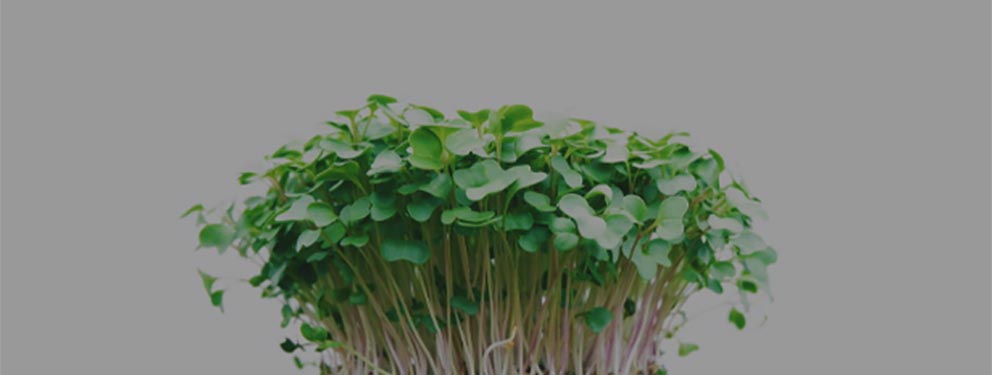 Organic Greens | 有機蔬菜 1 micro green2