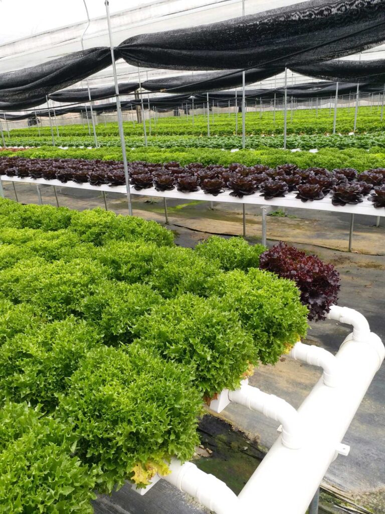 Organic Greens | 有機蔬菜 5 Foonfoon green1