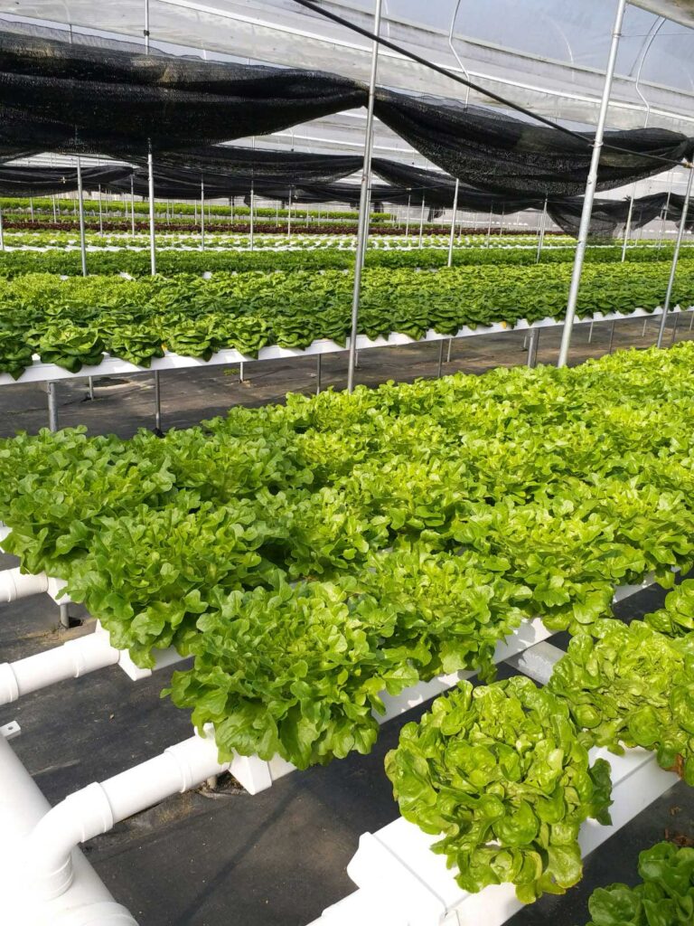 Organic Greens | 有機蔬菜 2 Foonfoon green2