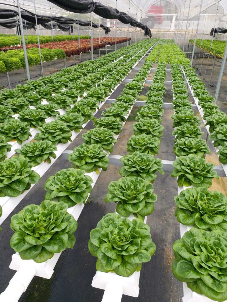 Organic Greens | 有機蔬菜 4 Foonfoon green4