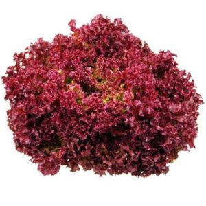 Organic Greens | 有機蔬菜 11 red loll