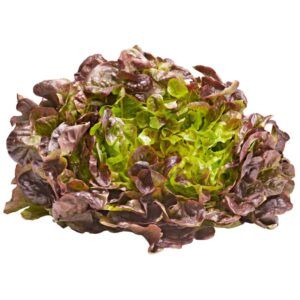 Organic Greens | 有機蔬菜 13 red oakleaf